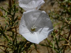 Convolvulus trabutianus image