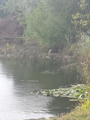 Ardea cinerea