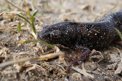 Triturus dobrogicus