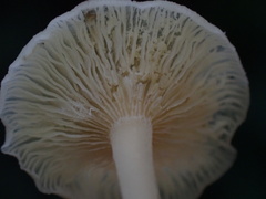 Hodophilus glabripes