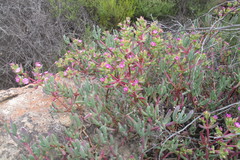 Scopelogena bruynsii