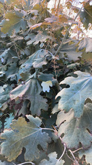 Macleaya