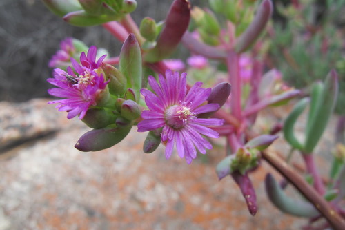 Western Rockfig (Scopelogena bruynsii)