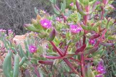 Scopelogena bruynsii