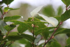 Maytenus acuminata acuminata