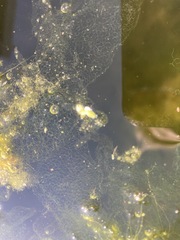 Hydrodictyon reticulatum