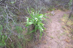 Trachyandra adamsonii
