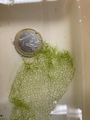 Hydrodictyon reticulatum