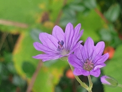 Geranium pyrenaicum