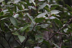 Maytenus acuminata acuminata