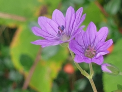 Geranium pyrenaicum