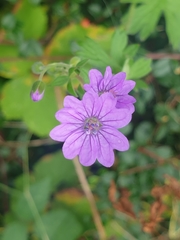 Geranium pyrenaicum
