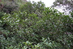 Maytenus acuminata acuminata