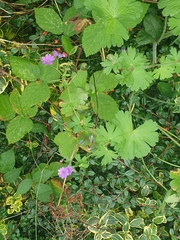 Geranium pyrenaicum