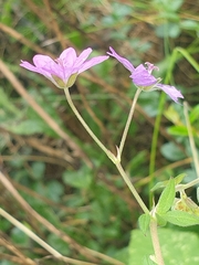 Geranium pyrenaicum