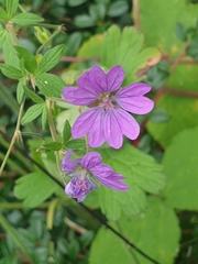Geranium pyrenaicum