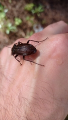 Carabus rugosus celtibericus