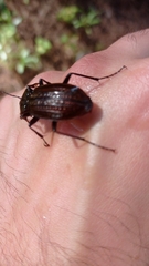Carabus rugosus celtibericus