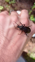 Carabus rugosus celtibericus