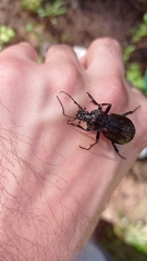 Carabus rugosus celtibericus