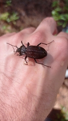 Carabus rugosus celtibericus