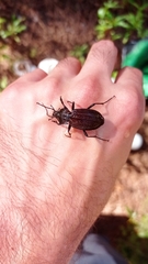 Carabus rugosus celtibericus