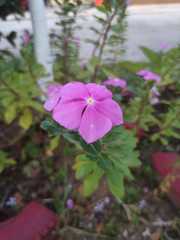 Catharanthus roseus roseus