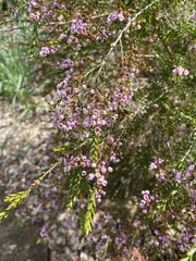 Thryptomene saxicola