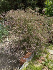 Thryptomene saxicola