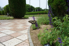 Papilio machaon hippocrates