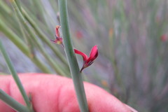 Indigofera gifbergensis