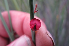 Indigofera gifbergensis