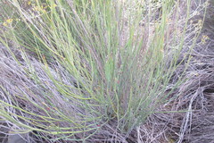 Indigofera gifbergensis