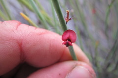 Indigofera gifbergensis