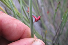 Indigofera gifbergensis
