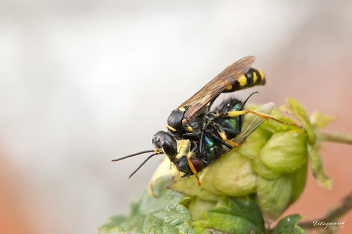 Field digger wasp photo 3