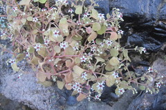 Crassula dentata