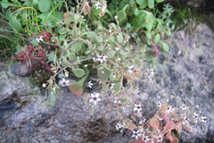 Crassula dentata