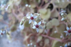 Crassula dentata