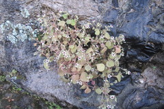 Crassula dentata