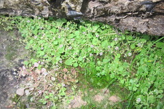 Crassula dentata