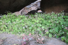 Crassula dentata