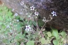 Crassula dentata