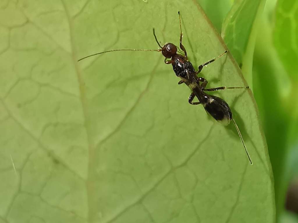 Spathius erythrocephalus