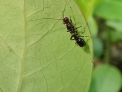 Spathius erythrocephalus