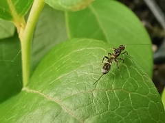 Spathius erythrocephalus