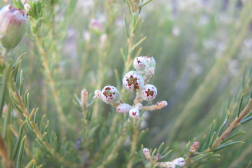 Image of Phylica rigidifolia by (c) James Deacon, some rights reserved (CC BY-SA)