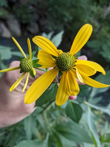 Rudbeckia laciniata