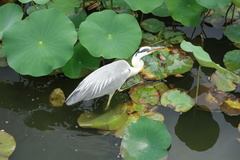 Ardea cinerea