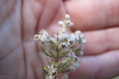 Phylica rigidifolia